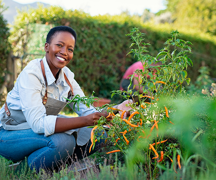 Reconocimiento al proyecto de investigación Mujeres Sembrando Comunidad Mujer afro en cuclillas sonríe mientras en sus manos recoje los ajís, fruto de su huerta.