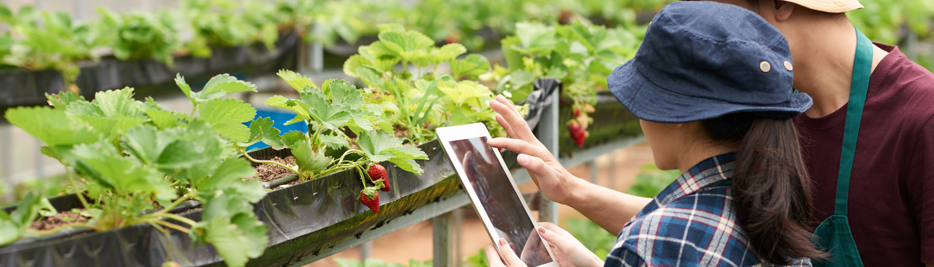 dos personas en medio de un cultivo registran datos en su tableta 