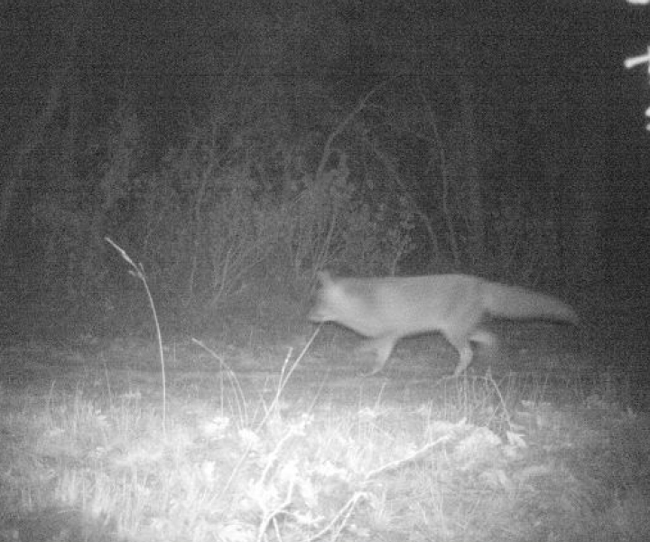 La iniciativa Decodificando la Biodiversidad, creada desde UNIMINUTO Bogotá Virtual y a Distancia UBVD Decodificando la Biodiversidad es una alternativa innovadora que busca dar a conocer la variedad en fauna y flora de la vereda Yerbabuena, por medio de la instalación de 12 cámaras trampa en los cerros, haciendo uso del fototrampeo como una herramienta que permite que el equipo investigador reúna imágenes de manera automática por medio de los sensores de movimiento