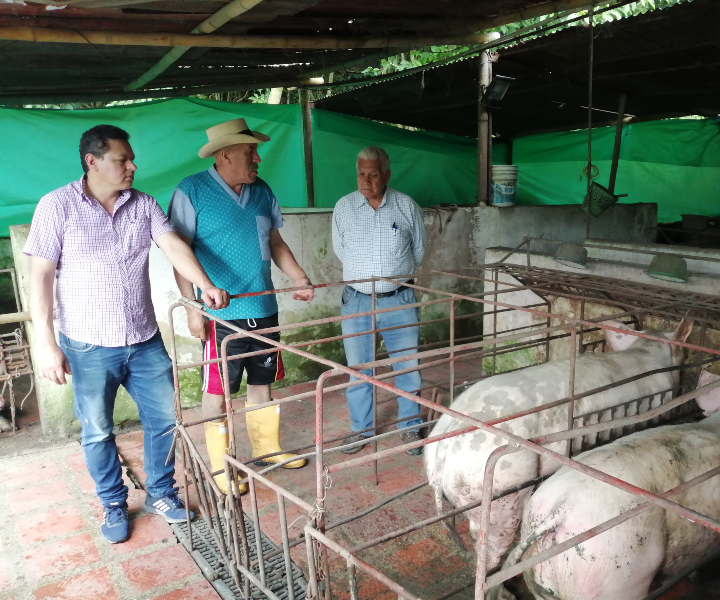 Agricultores recibirán formación canadiense gracias al acompañamiento de UNIMINUTO Centro Regional Madrid Acompañamiento a porcicultores por parte de coordinadores