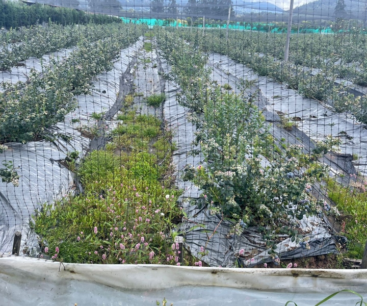 UNIMINUTO Bogotá – Presencial y Asoblue trabajan en convenio para mejorar la productividad de los arándanos en Boyacá. UNIMINUTO Bogotá – Presencial y Asoblue trabajan en convenio para mejorar la productividad de los arándanos en Boyacá.