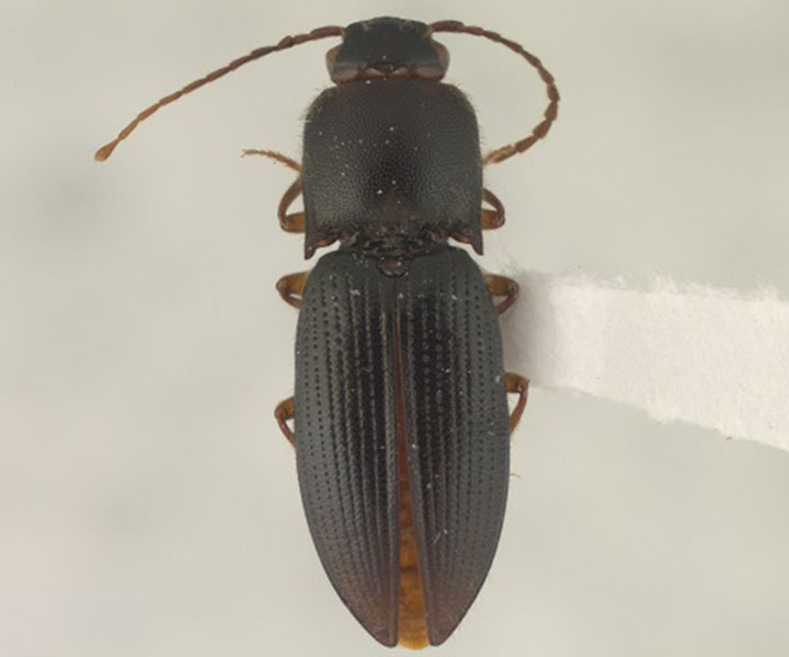 Profesores de UNIMINUTO descubren nueva especie de escarabajo Profesores de UNIMINUTO descubren nueva especie de escarabajo