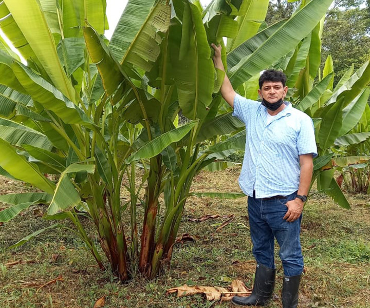 Residente de Urabá con una siembra de abacá Estudio de fibra de abacá impulsa el desarrollo económico del Urabá antioqueño