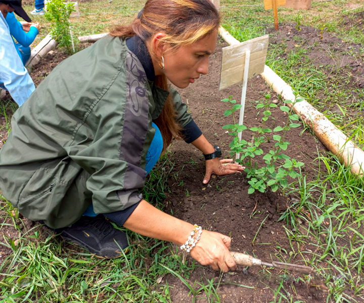 Estudiante del programa de Licenciatura en Ciencias Naturales y Educación Ambiental, realizando actividades en la huerta. Estudiante del programa de Licenciatura en Ciencias Naturales y Educación Ambiental, realizando actividades en la huerta.