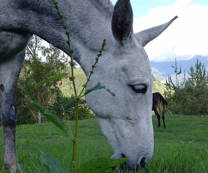 Eje Cafetero lanza la estrategia: Intervenciones con animales Intervenciones-con-animales.jpg