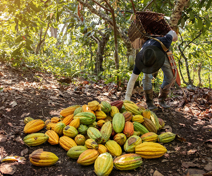 “Cacao For Peace”, un proyecto con impacto social para el agro colombiano “Cacao For Peace”, un proyecto con impacto social para el agro colombiano