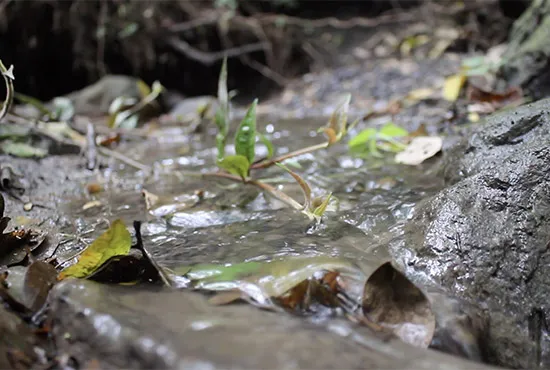 naturaleza Pequena fuente de agua con piedras y hojas