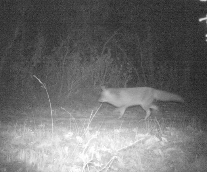 Decodificando la Biodiversidad es una alternativa innovadora que busca dar a conocer la variedad en fauna y flora de la vereda Yerbabuena, por medio de la instalación de 12 cámaras trampa en los cerros, haciendo uso del fototrampeo como una herramienta que permite que el equipo investigador reúna imágenes de manera automática por medio de los sensores de movimiento