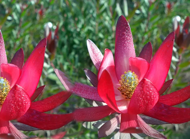 Proceso de factibilidad ingenieril 