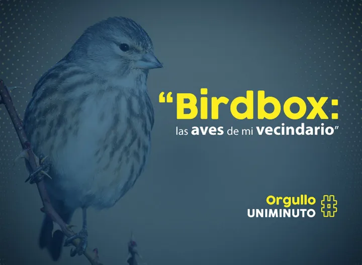 Mini-beca para el cuidado de las aves