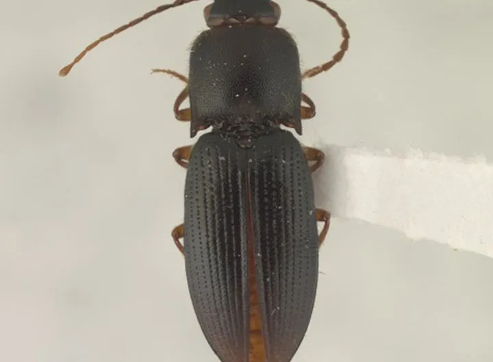 Profesores de UNIMINUTO descubren nueva especie de escarabajo