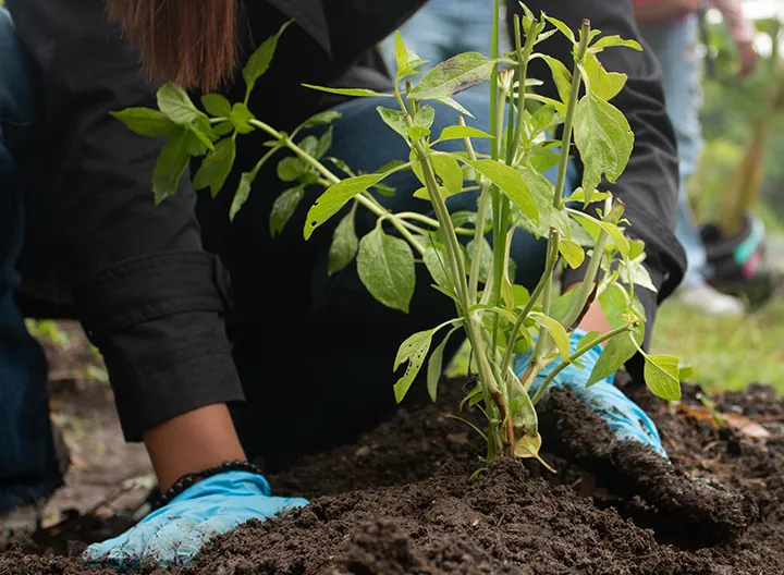 Estudiante de Licenciatura en Ciencias Naturales y Educación Ambiental sembrando en el Aula Viva UNIMINUTO Buga.