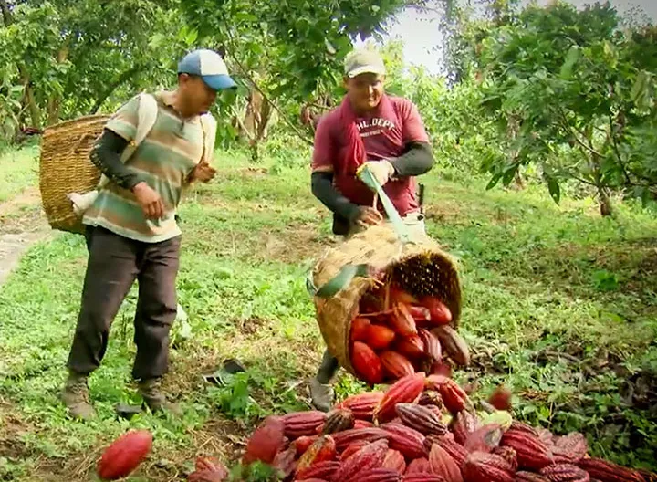 Cacao para la Paz: UNIMINUTO y University of Arizona ganan convocatoria de los 100K 